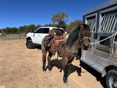 5 year old registered AQHA Bay Roan Gelding