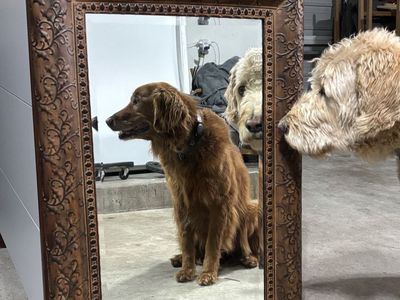 Mirror