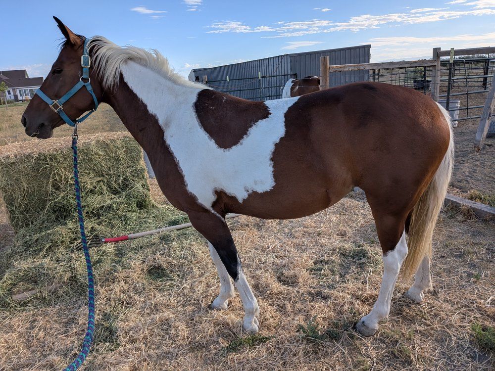 5 year old Grade Mare