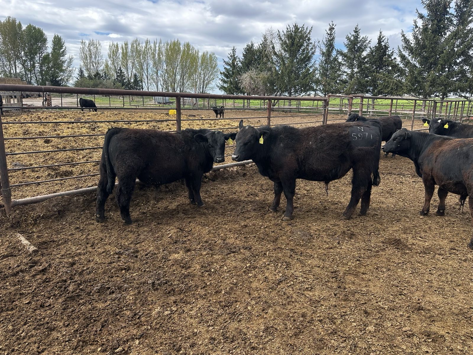 Registered SimAngus yearling bulls