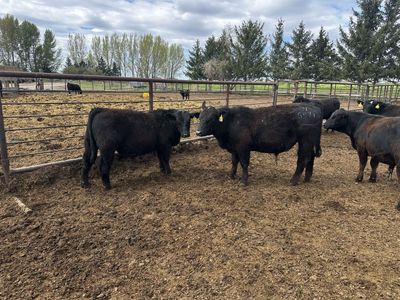 Registered SimAngus yearling bulls
