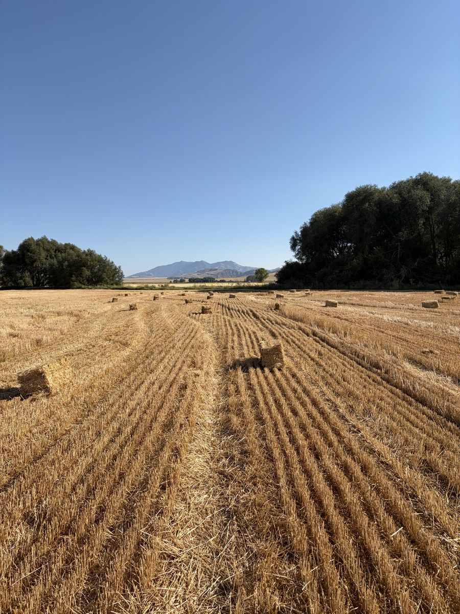 Small Square Straw Bales for Livestock Bedding and Gardening