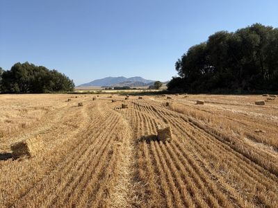 Small Square Straw Bales for Livestock Bedding and Gardening