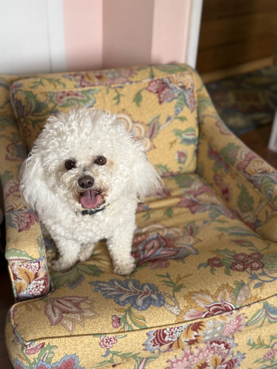 Bichon