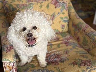 Bichon