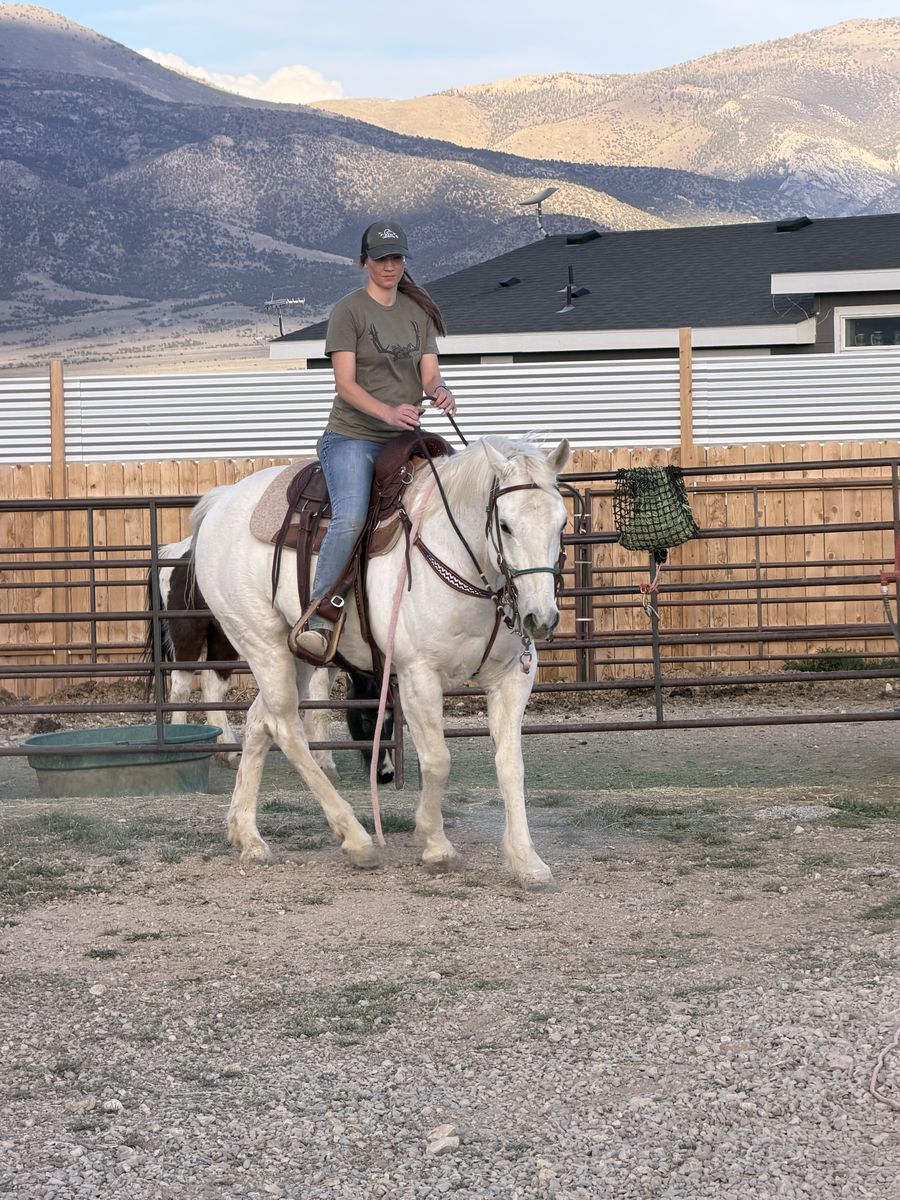 Ranger 2015 Grade Gelding Ely, NV