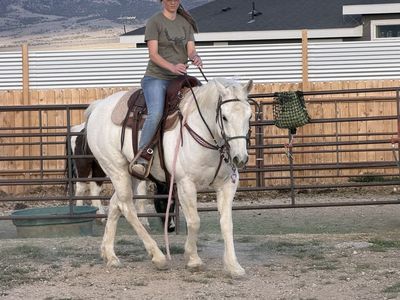 Ranger 2015 Grade Gelding Ely, NV