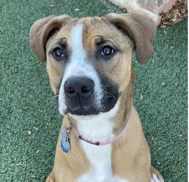 FREE Dog To Good Home!!!