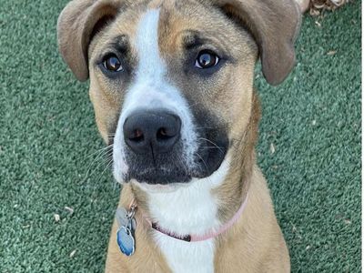 FREE Dog To Good Home!!!