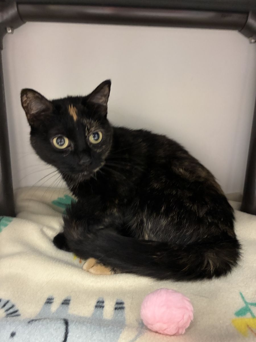 Available for Adoption! A163993 Sashimi!