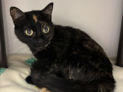 Available for Adoption! A163993 Sashimi!