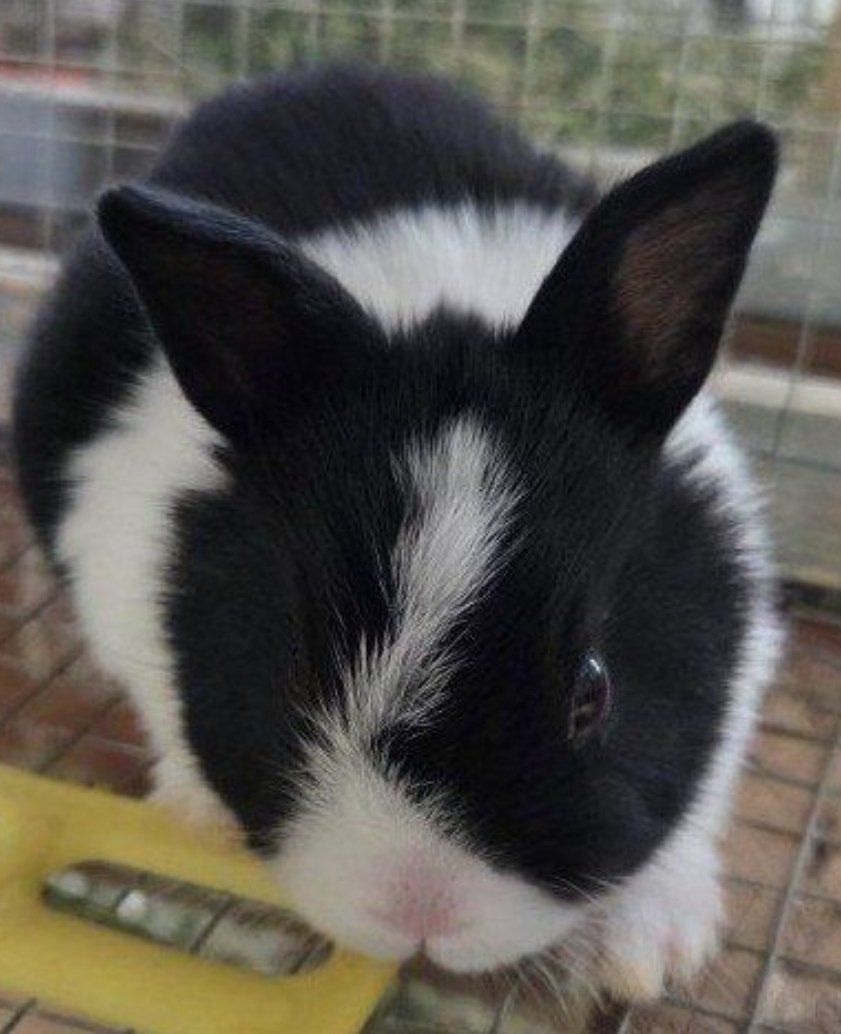 Baby Dutch Bunny Rabbit
