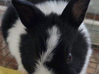 Baby Dutch Bunny Rabbit