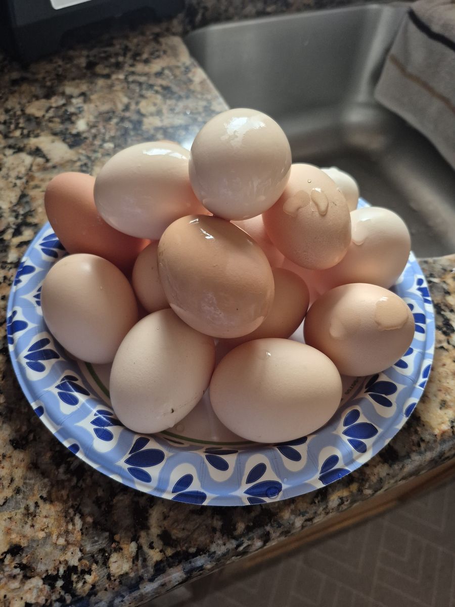 Fresh eggs