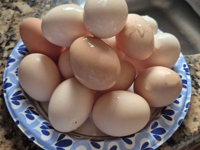 Fresh eggs