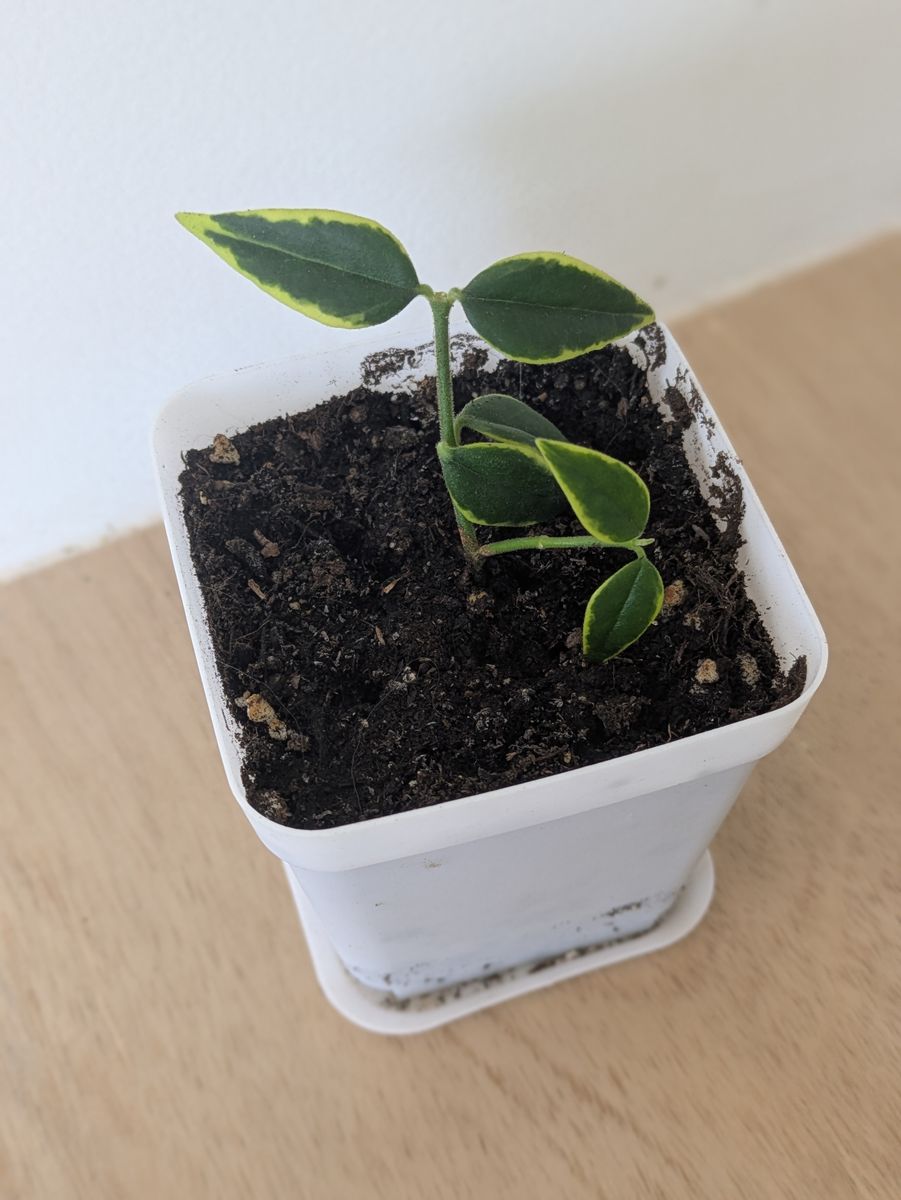 Variegated Hoya Bella house plant