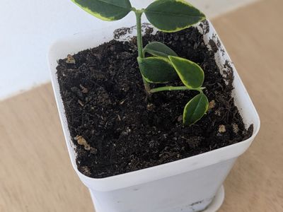 Variegated Hoya Bella house plant