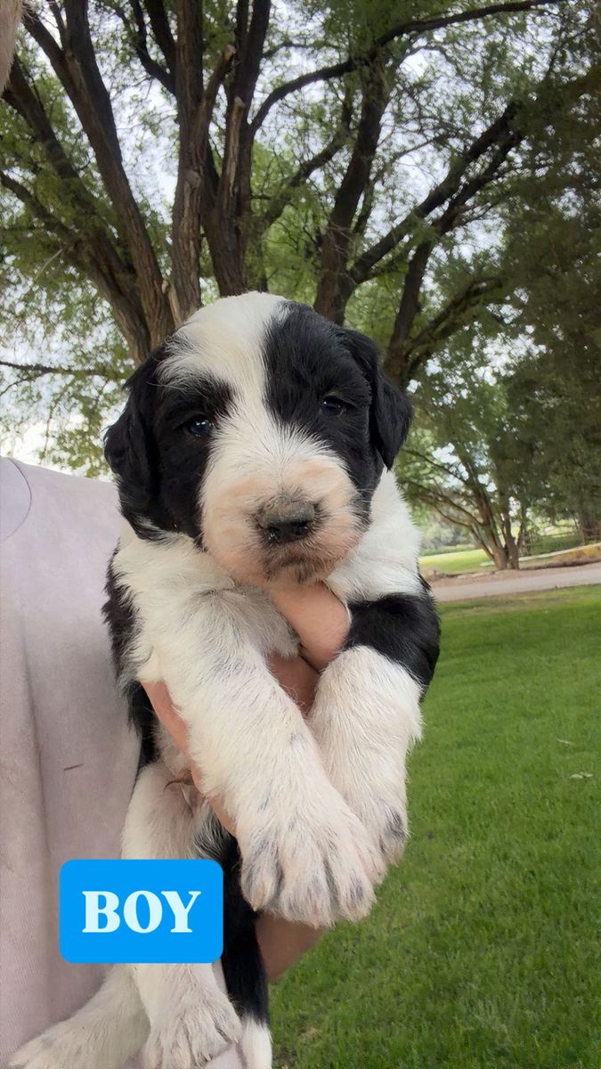 Old English Sheepdog