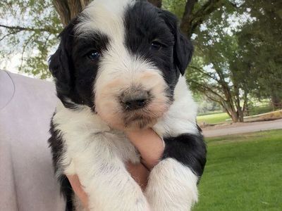 Old English Sheepdog