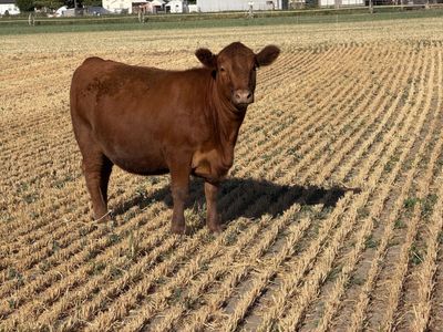 Yearling Red Angus heifers.