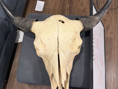 XL Bison Skull