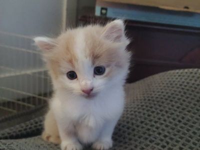 Adorable Kittens Available for Adoption