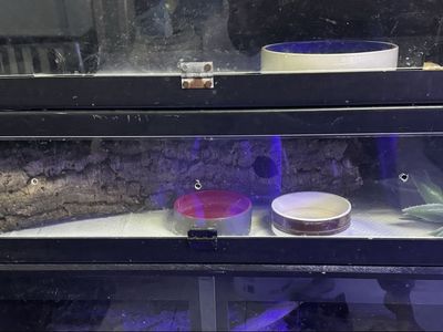 Bophile PVC Cages With Extras