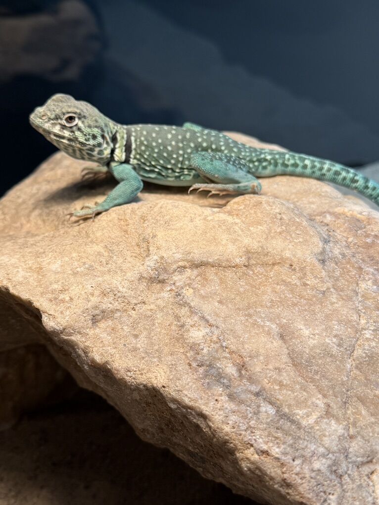 Collard Lizard (2 Years Old)
