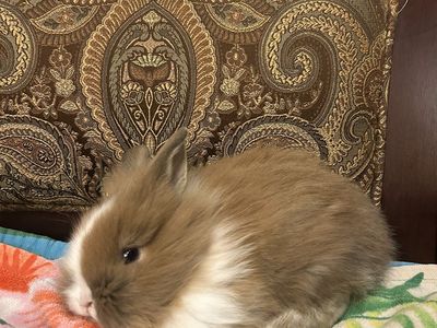 LionHead Bunnies