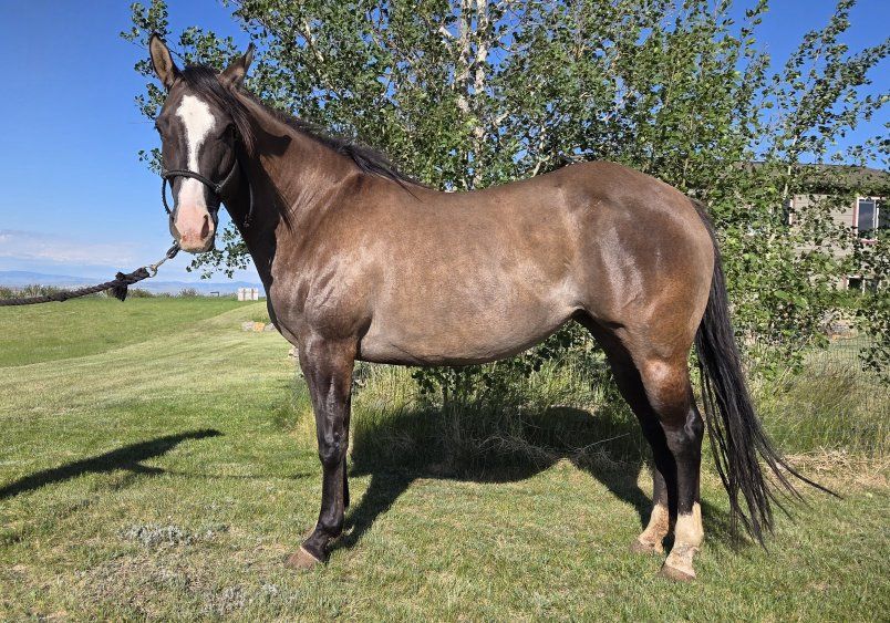 AQHA grulla Mare, grade Bay Roan Mare