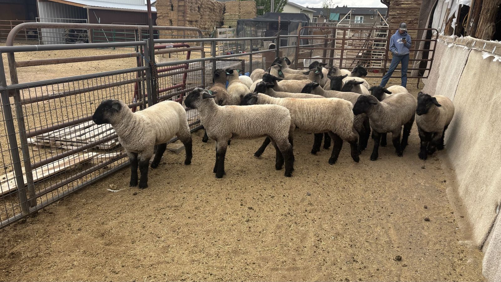 Livestock