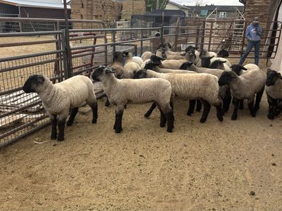 Livestock