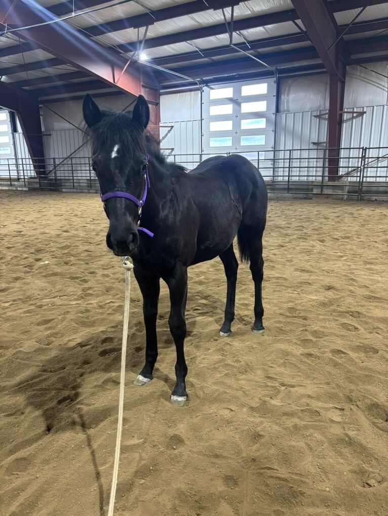 AQHA Yearling Filly