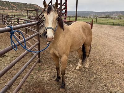 4 year old buckskin gelding