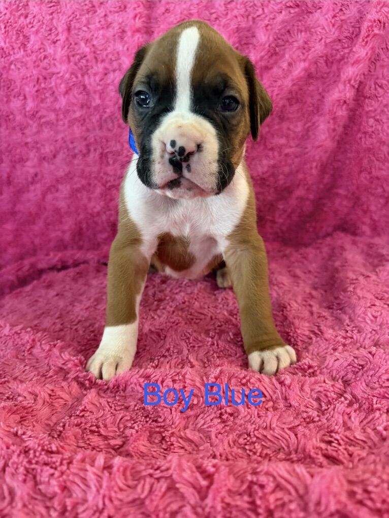 Boxer Puppies