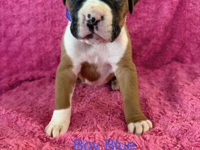 Boxer Puppies