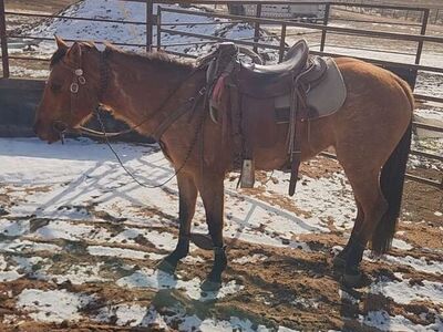 3yr old half draft filly