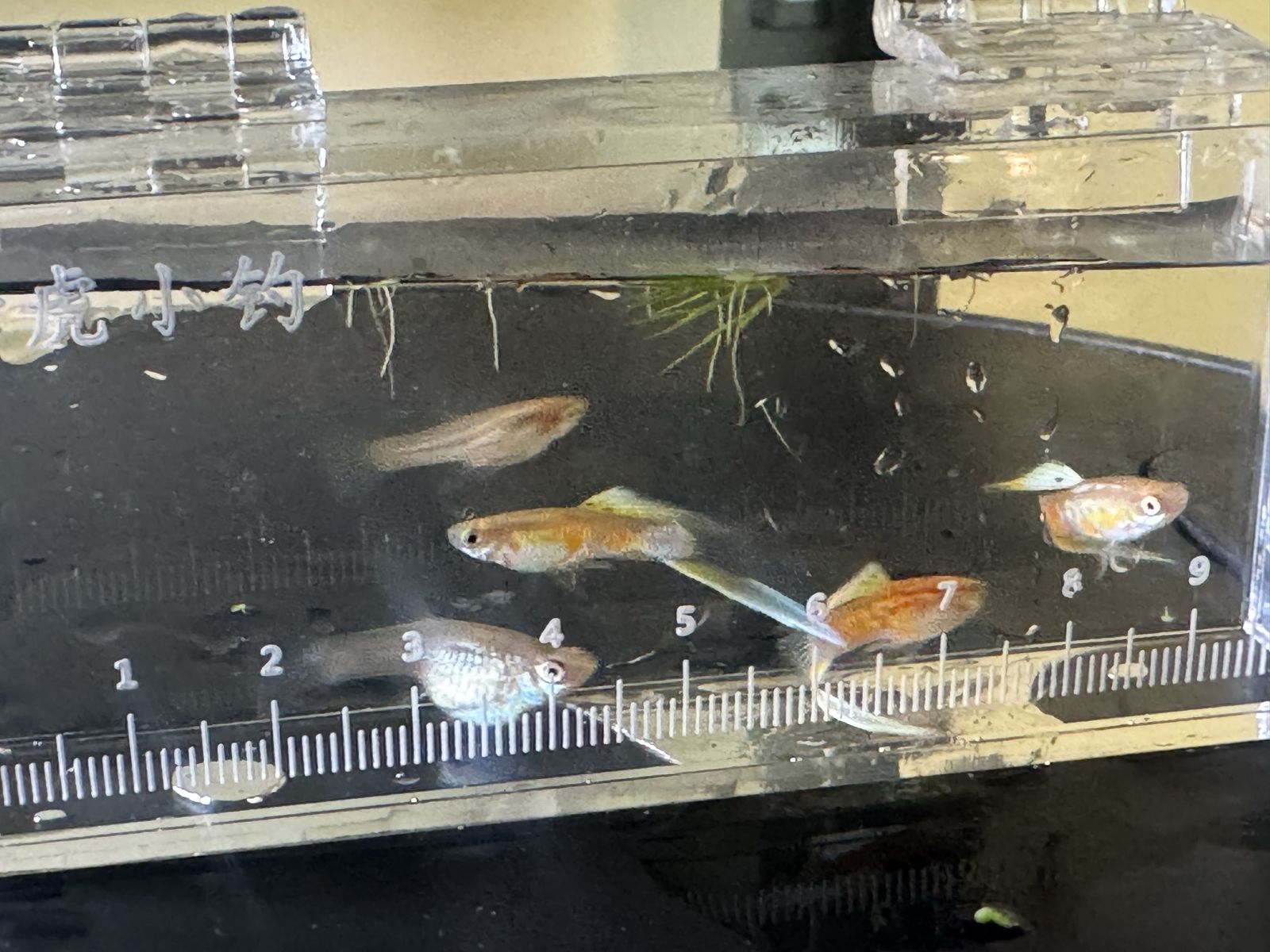 Albino Single Sword Guppies