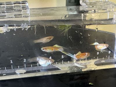 Albino Single Sword Guppies
