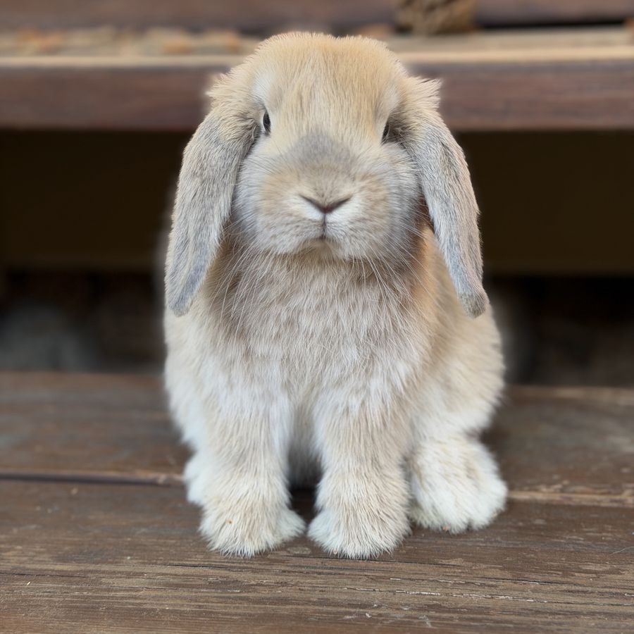 Cream Holland Lop Doe