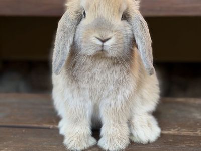 Cream Holland Lop Doe