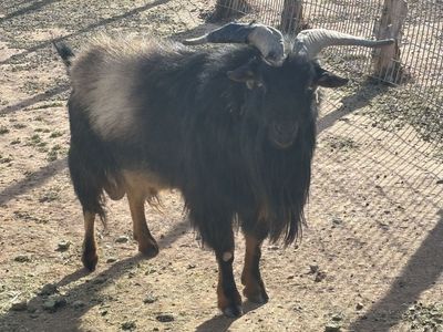 Goats for sale