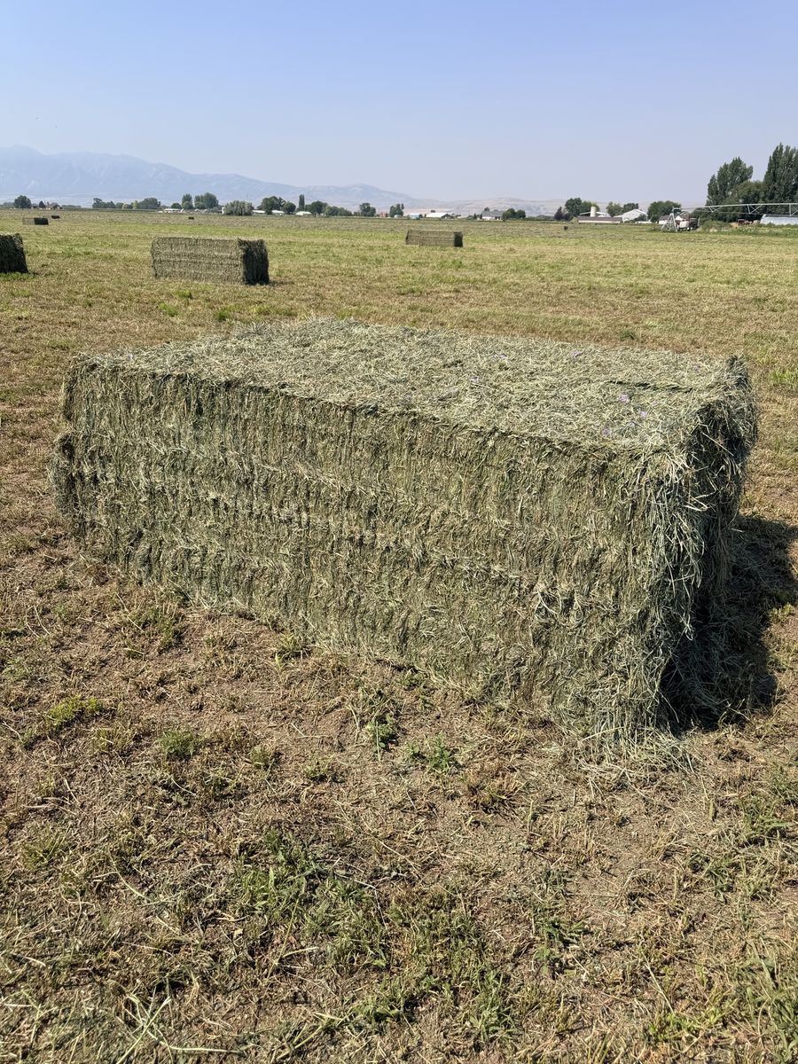 Grass/Alfalfa mix
