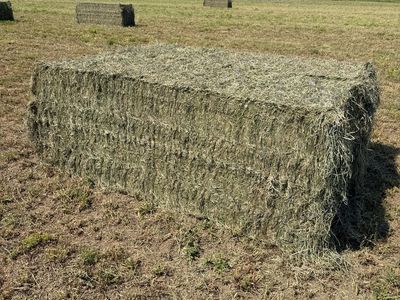 Grass/Alfalfa mix