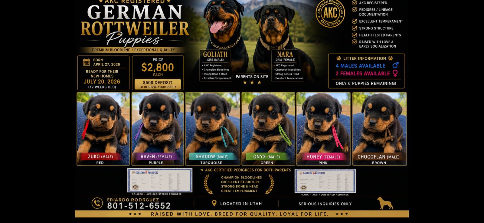 AKC Registered German Rottweiler Puppies - Champion Bloodlines, Health Tested Parents