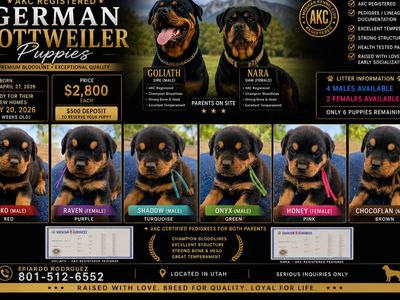 AKC Registered German Rottweiler Puppies - Champion Bloodlines, Health Tested Parents