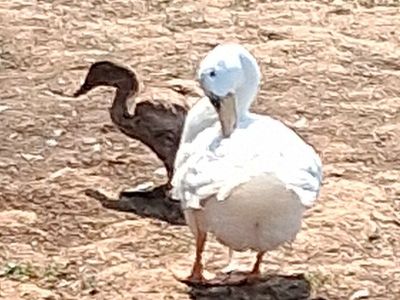 3 baby ducks