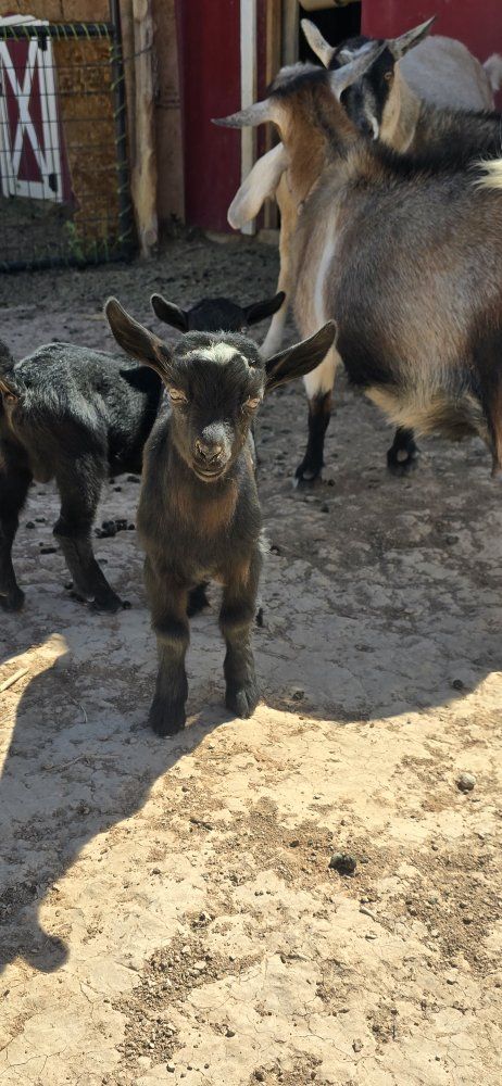 ADGA registerable Nigerian dwarf bucklings