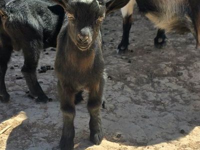 ADGA registerable Nigerian dwarf bucklings