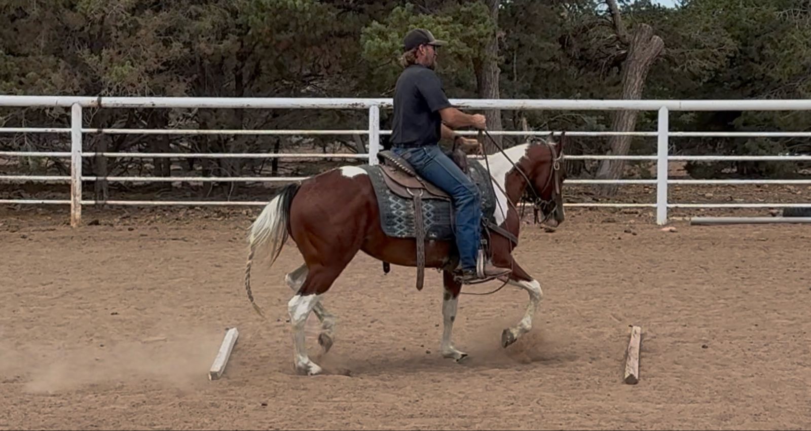 Super sweet registered horse!